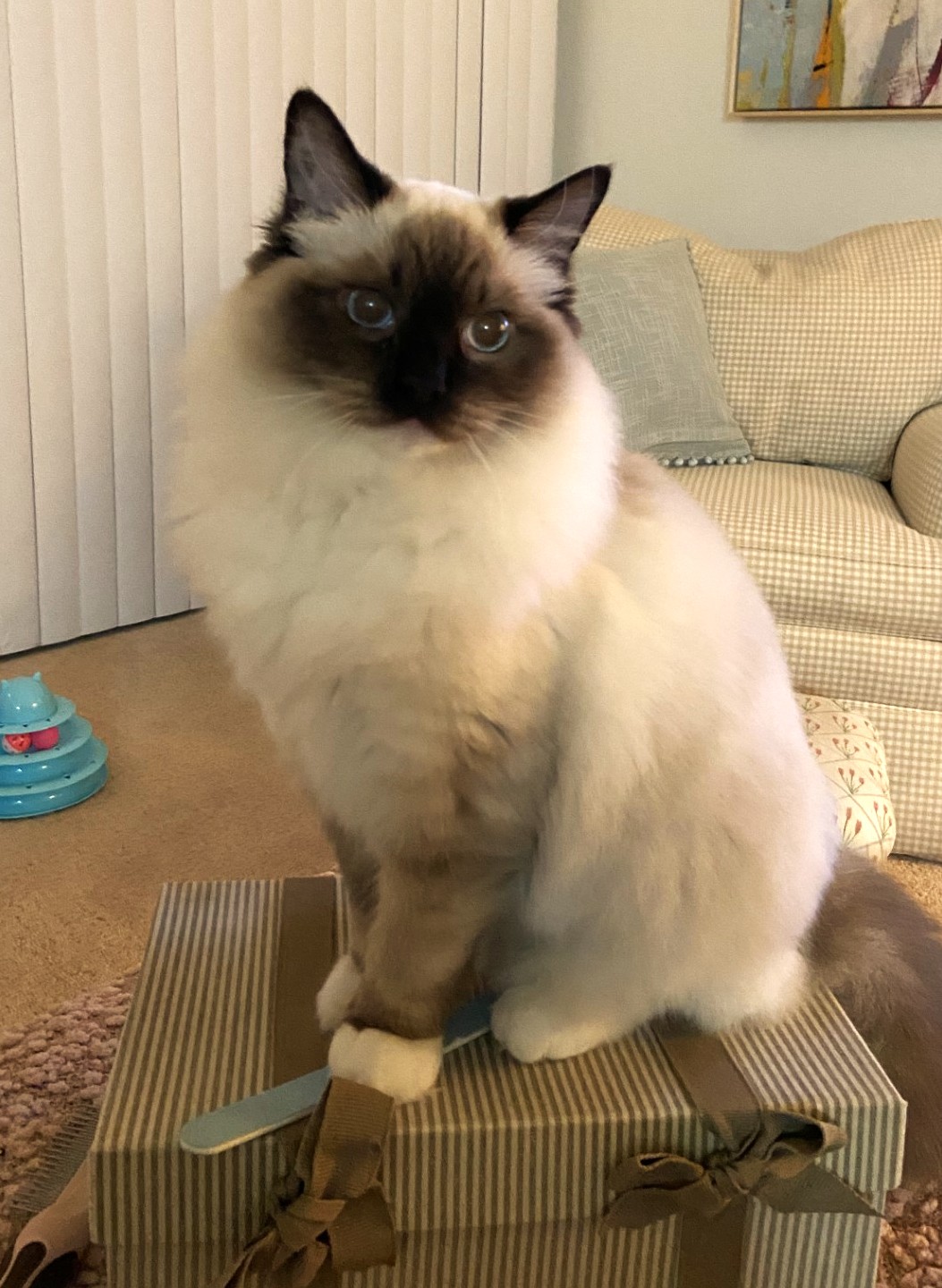 Emme POM Emme POM