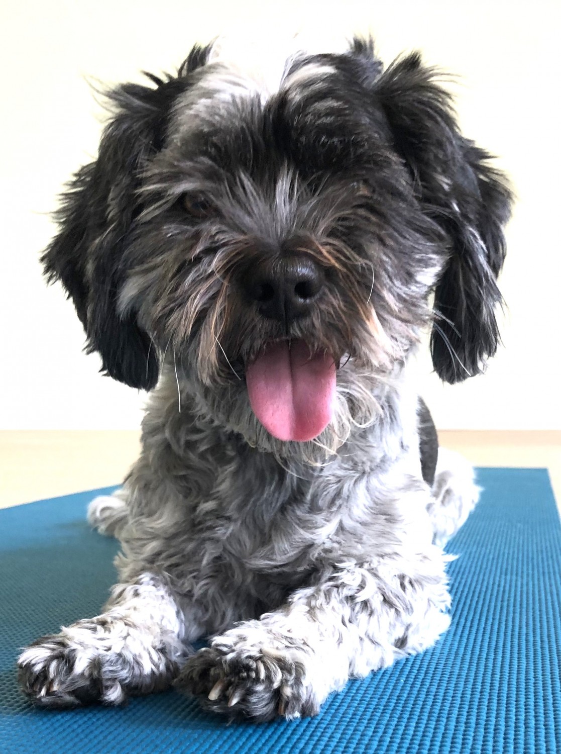 JUDE POM
