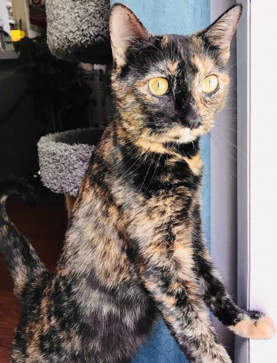 NUTMEG POM