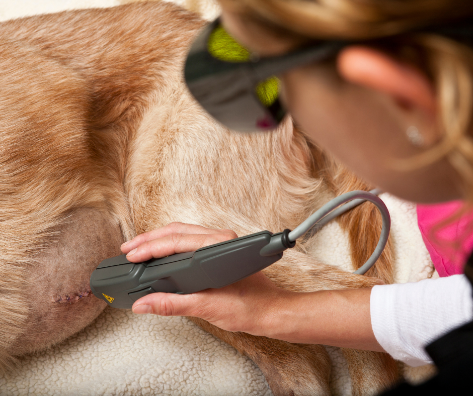 laser treatment dog