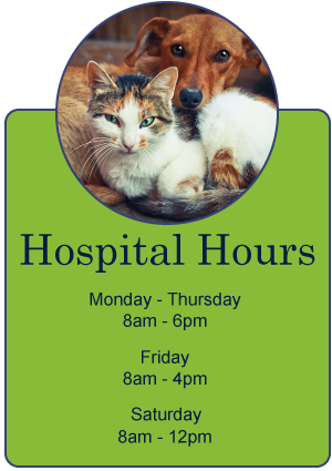 Saratoga Springs Animal Hospital - Just Cats Veterinary Clinic ...